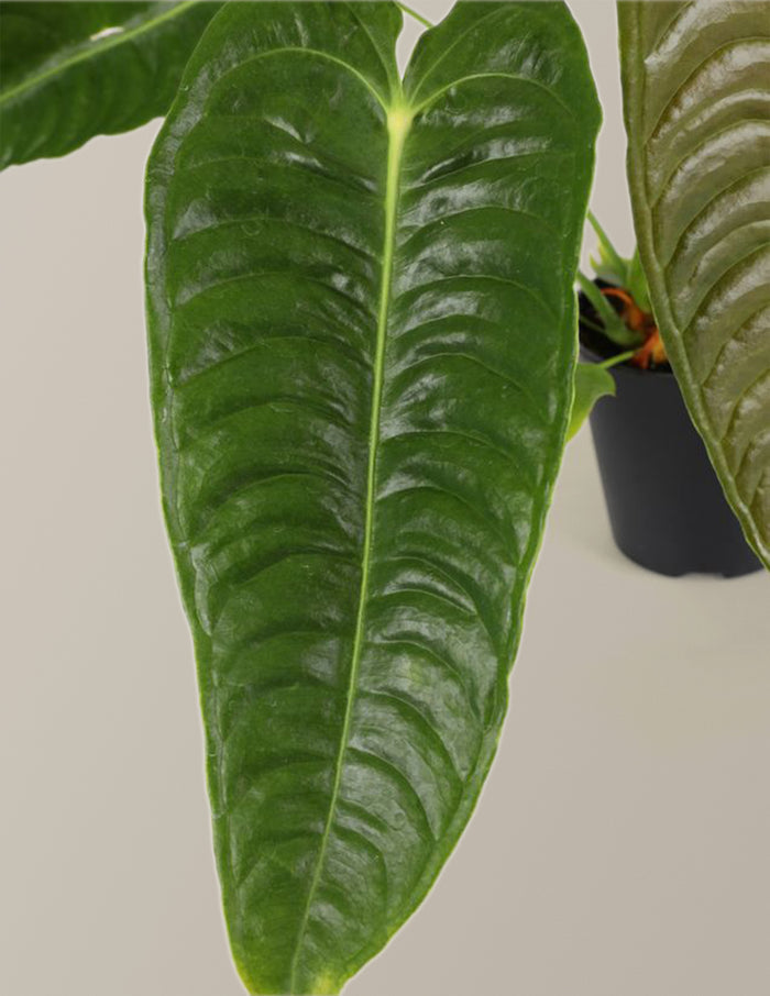 bundle | Small | Grow Pot