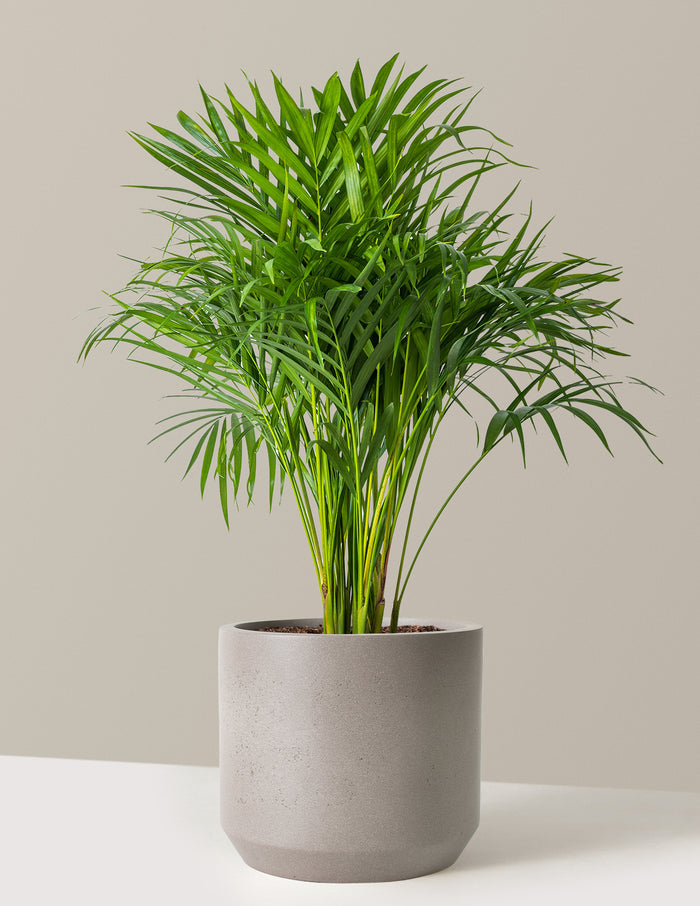 Large (2-3' tall) / Mexia (13" wide) / Cement Grey