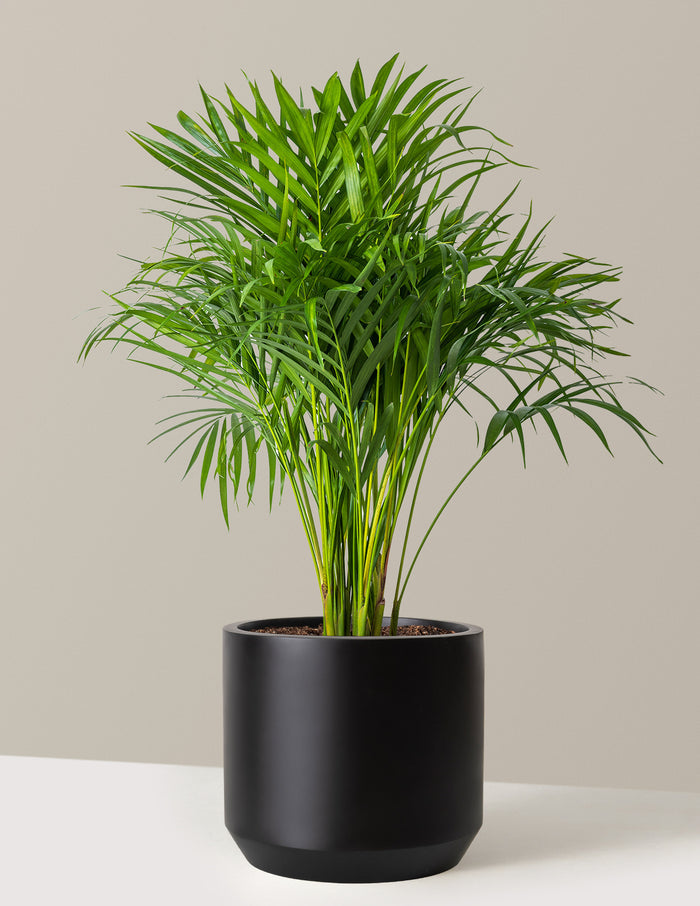 Large (2-3' tall) / Mexia (13" wide) / Black