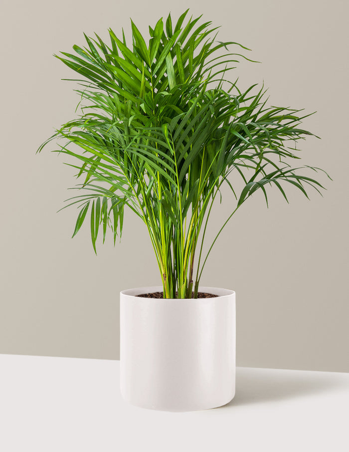 Large (2-3' tall) / Agnes (9.75" wide) / Cream