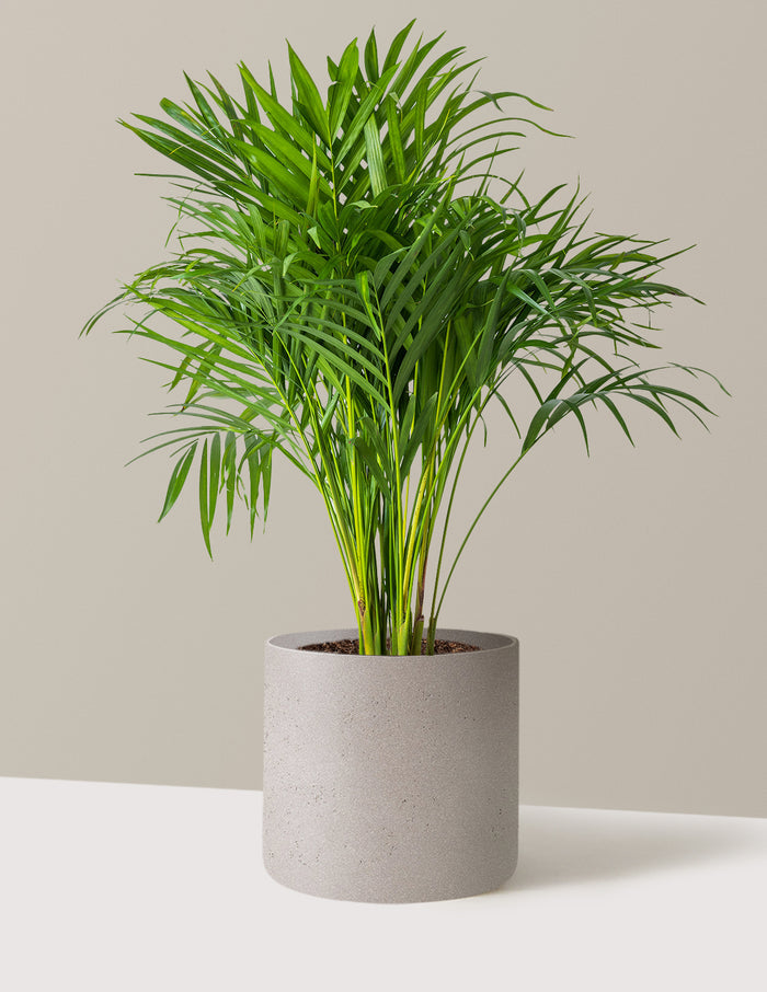 Large (2-3' tall) / Agnes (9.75" wide) / Cement Grey