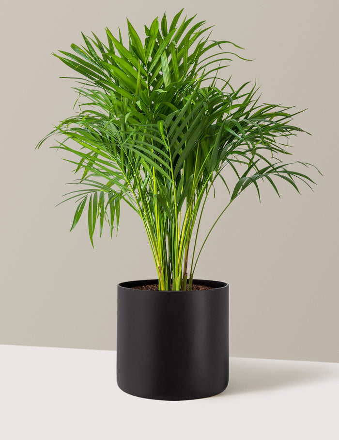 Large (2-3' tall) / Agnes (9.75" wide) / Black