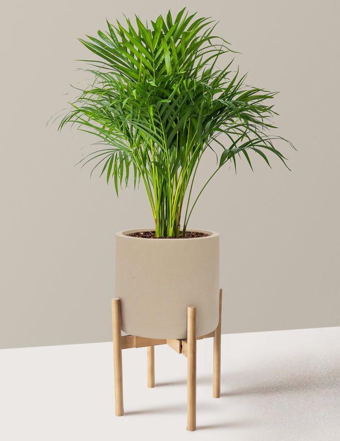 Large (2-3' tall) / Agnes with Light Bamboo Stand (9.75" wide) / Sand