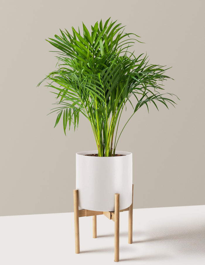 Large (2-3' tall) / Agnes with Light Bamboo Stand (9.75" wide) / Cream
