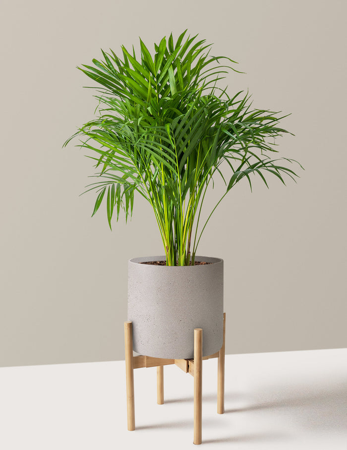 Large (2-3' tall) / Agnes with Light Bamboo Stand (9.75" wide) / Cement Grey