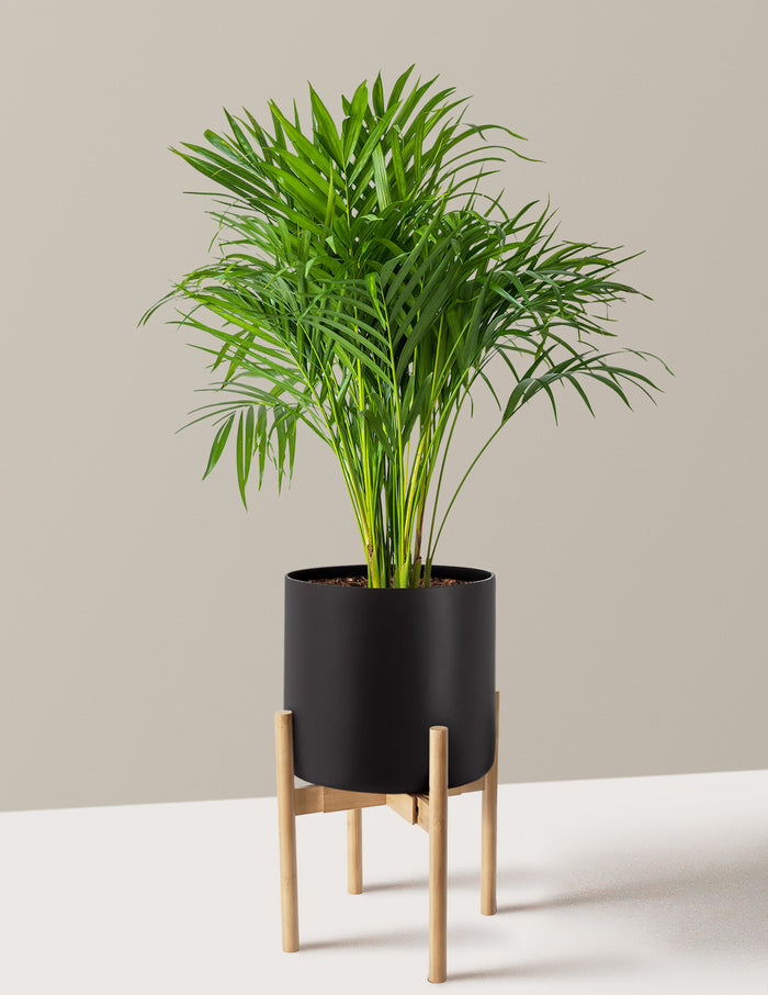 Large (2-3' tall) / Agnes with Light Bamboo Stand (9.75" wide) / Black