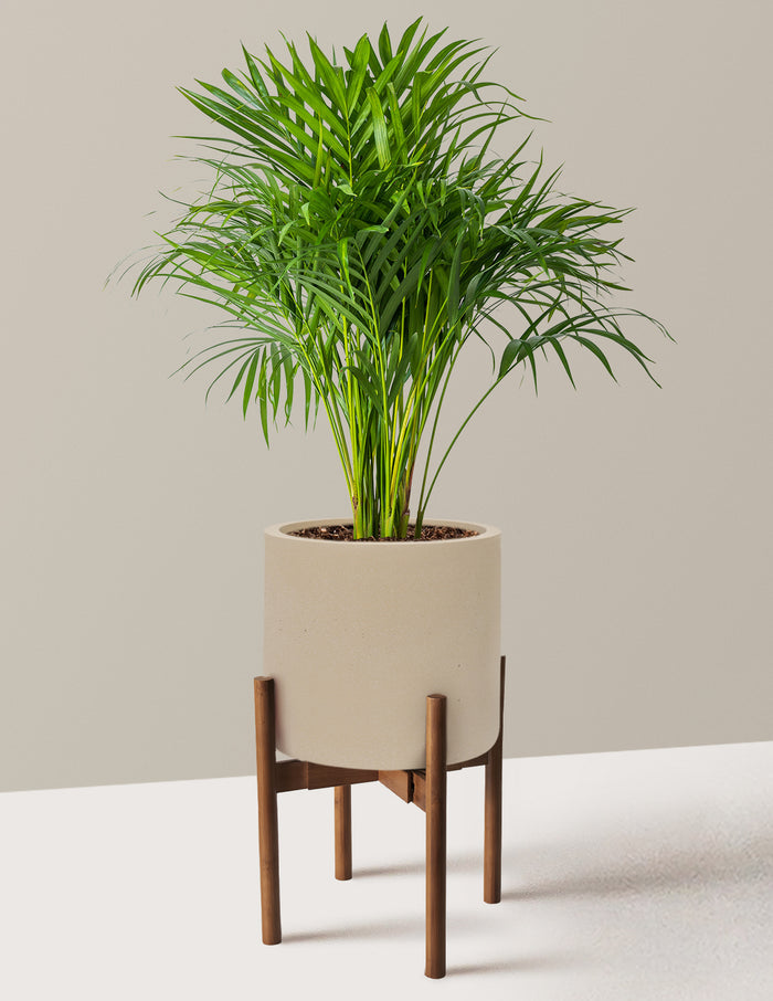 Large (2-3' tall) / Agnes with Dark Bamboo Stand (9.75" wide) / Sand