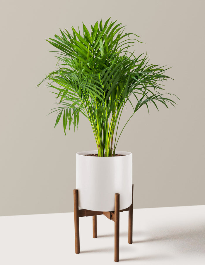 Large (2-3' tall) / Agnes with Dark Bamboo Stand (9.75" wide) / Cream