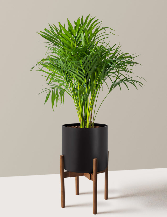 Large (2-3' tall) / Agnes with Dark Bamboo Stand (9.75" wide) / Black