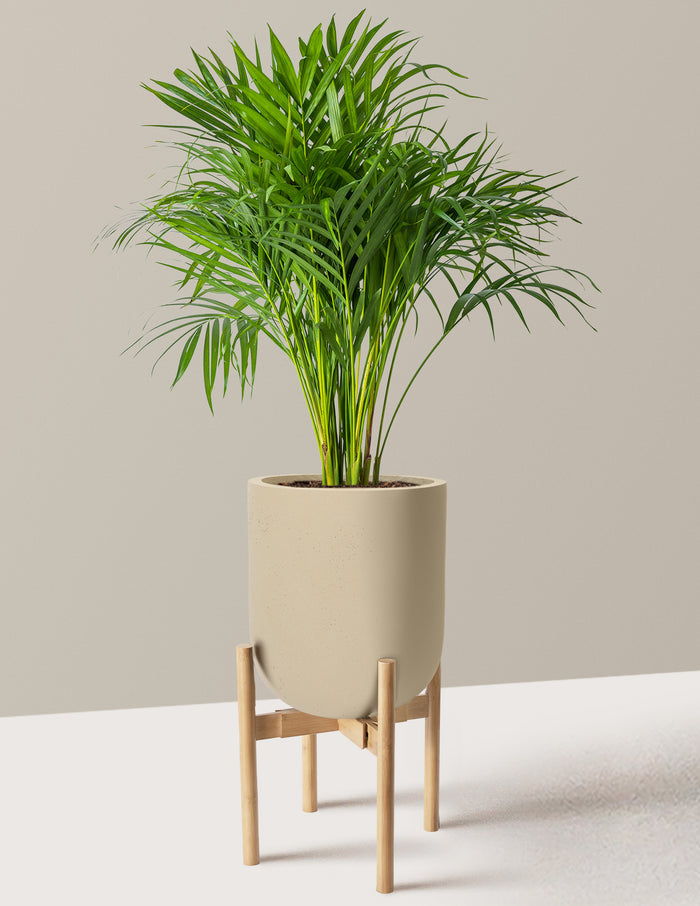 Large (2-3' tall) / Pallas with Light Bamboo Stand (12" wide) / Sand