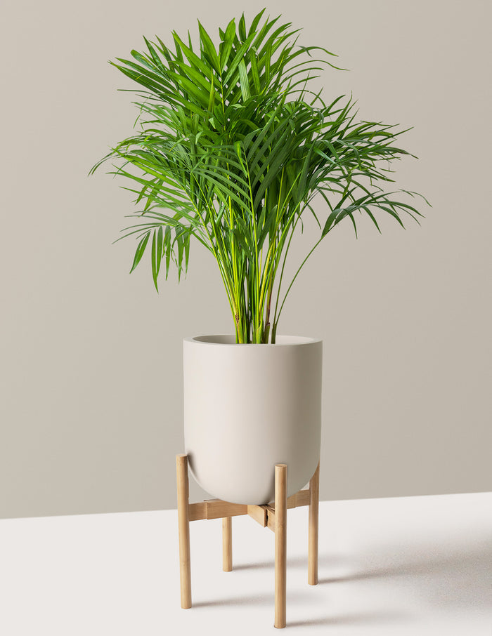 Large (2-3' tall) / Pallas with Light Bamboo Stand (12" wide) / Cream