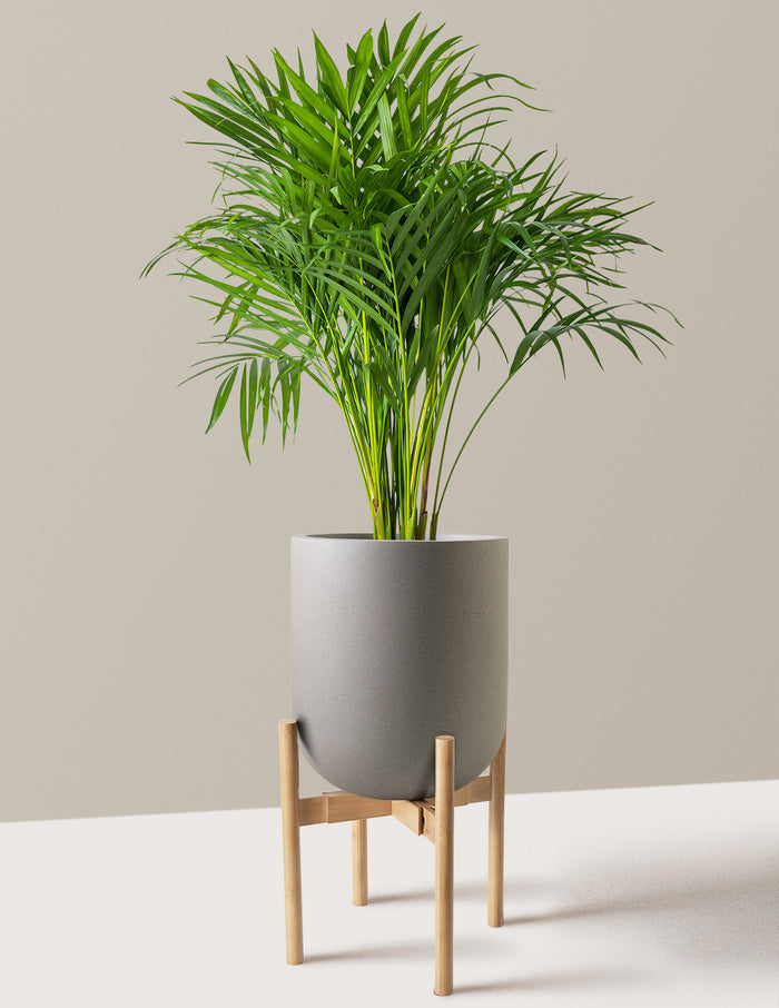 Large (2-3' tall) / Pallas with Light Bamboo Stand (12" wide) / Cement Grey