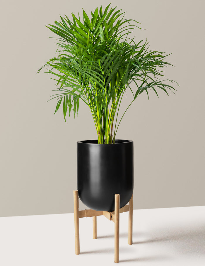 Large (2-3' tall) / Pallas with Light Bamboo Stand (12" wide) / Black