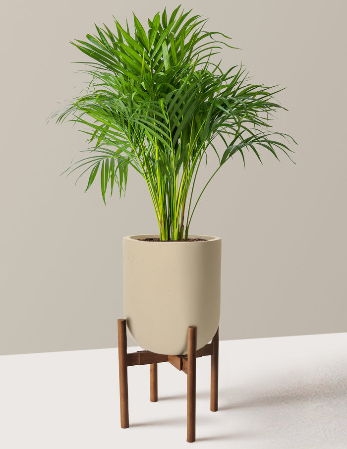 Large (2-3' tall) / Pallas with Dark Bamboo Stand (12" wide) / Sand