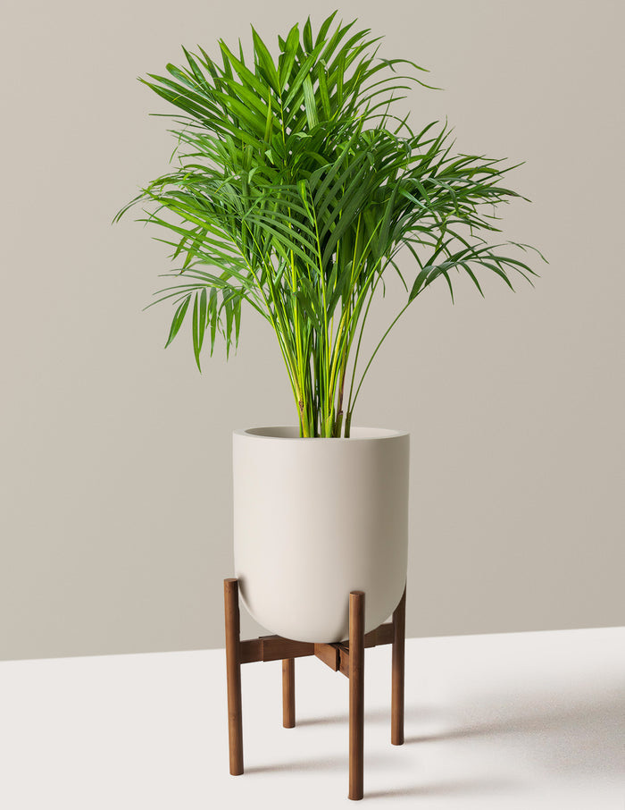 Large (2-3' tall) / Pallas with Dark Bamboo Stand (12" wide) / Cream