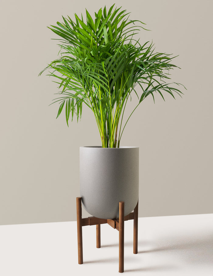 Large (2-3' tall) / Pallas with Dark Bamboo Stand (12" wide) / Cement Grey