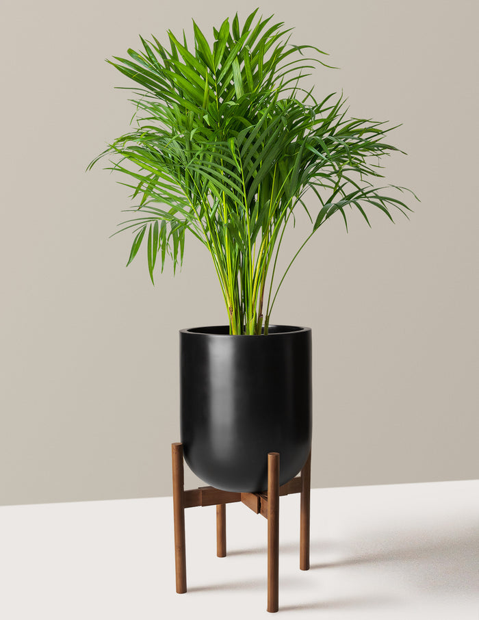 Large (2-3' tall) / Pallas with Dark Bamboo Stand (12" wide) / Black