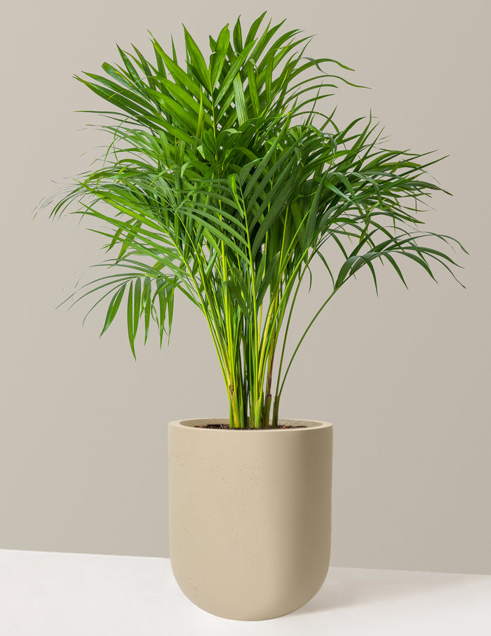 Large (2-3' tall) / Pallas (12" wide) / Sand