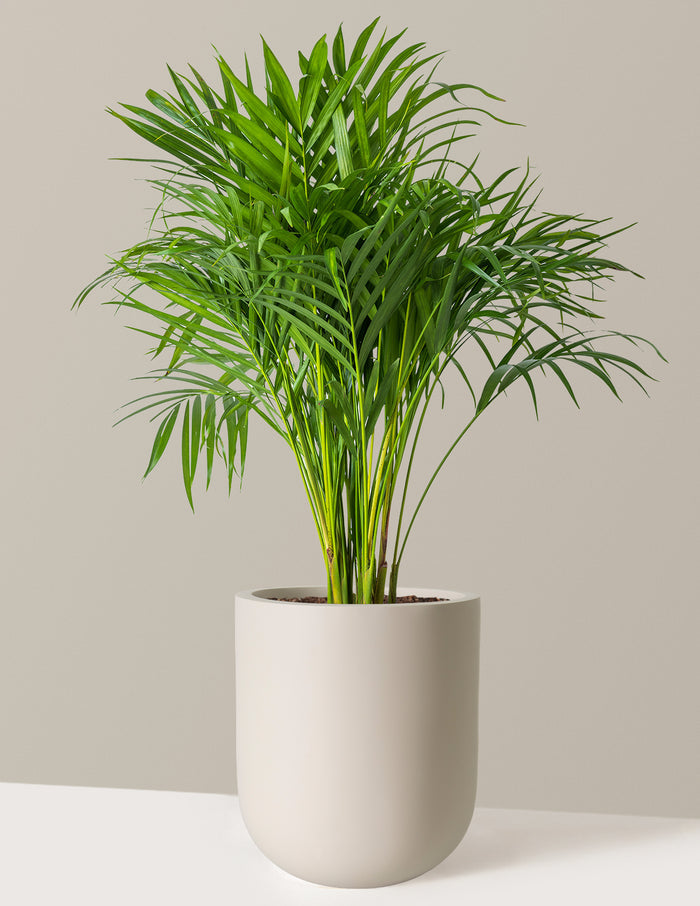 Large (2-3' tall) / Pallas (12" wide) / Cream