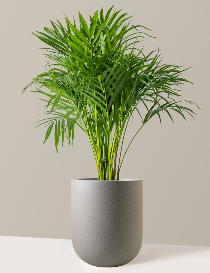 Large (2-3' tall) / Pallas (12" wide) / Cement Grey