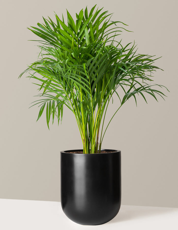 Large (2-3' tall) / Pallas (12" wide) / Black