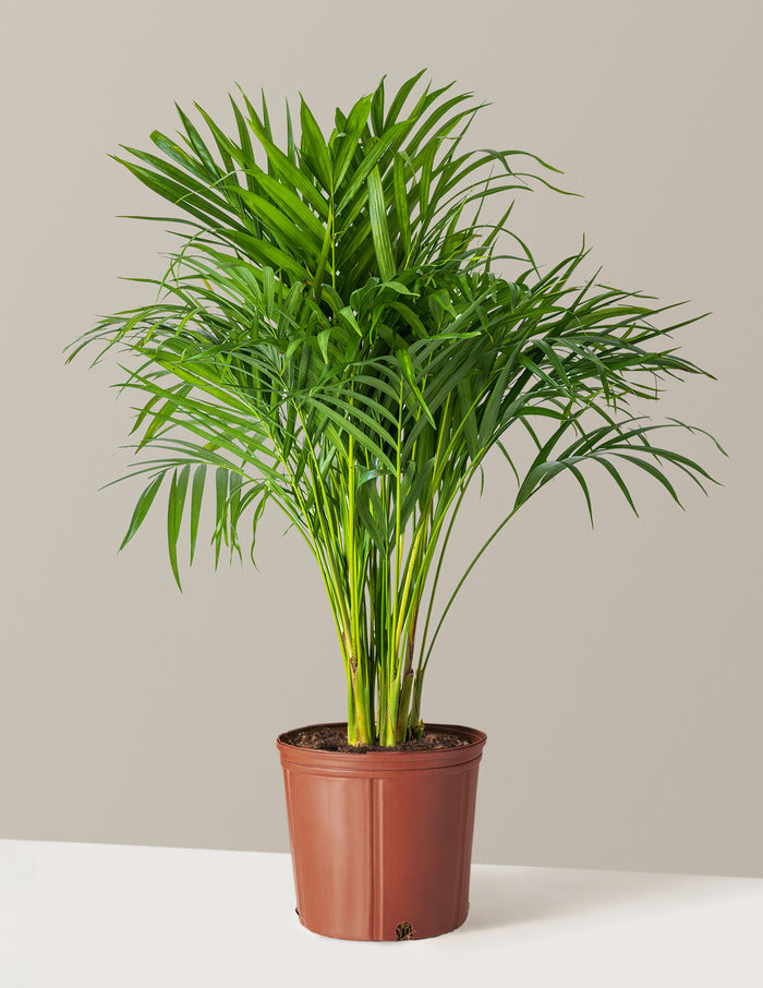 Large (2-3' tall) / Grow Pot (9.25" wide) / Plastic