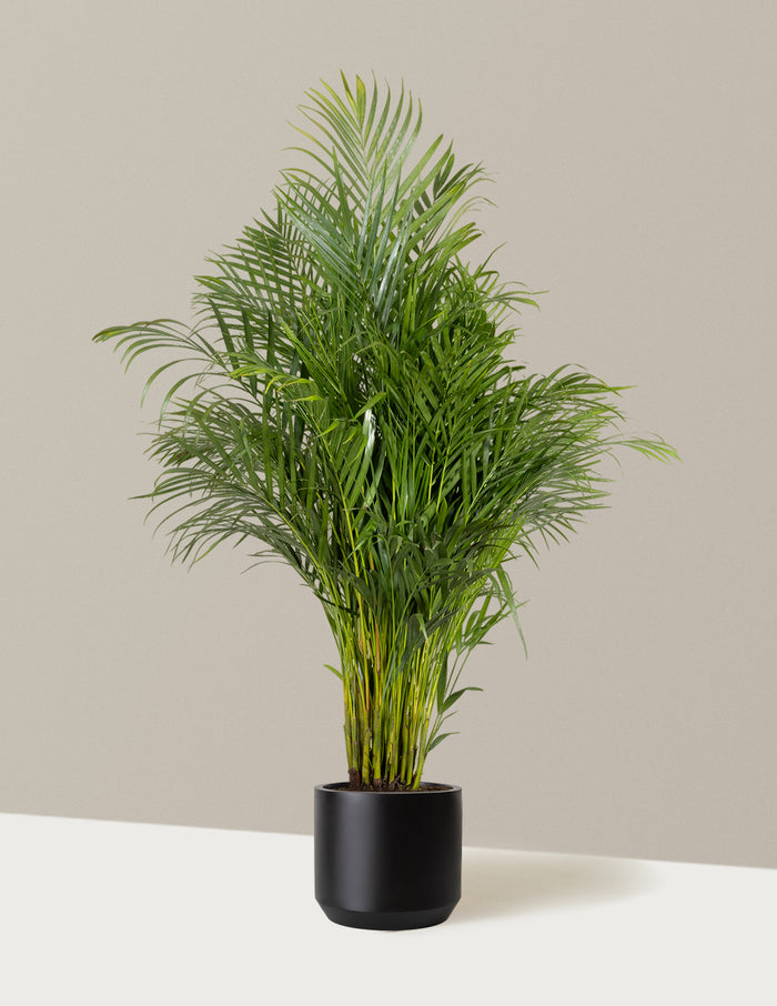 Extra Large (5-6' tall) / Mexia (13" wide) / Black