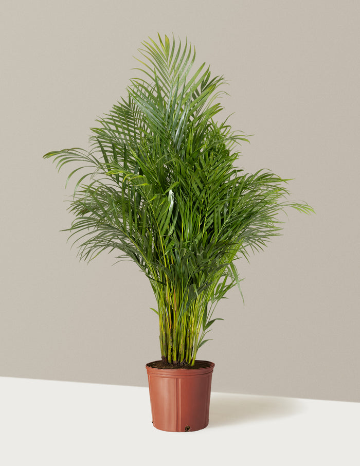 Extra Large (5-6' tall) / Grow Pot (11.75" wide) / Plastic
