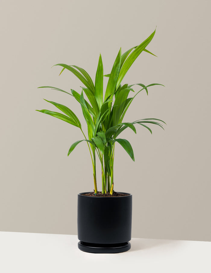 Medium (12-18" tall) / Isabella (6.25" wide) / Black