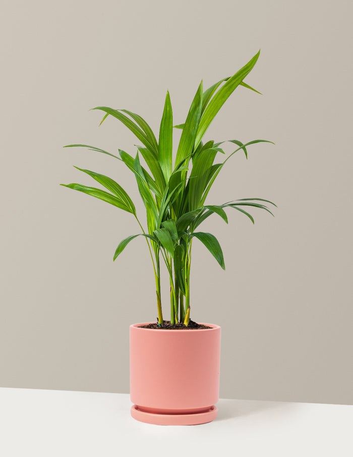 Medium (12-18" tall) / Isabella (6.25" wide) / Bubblegum