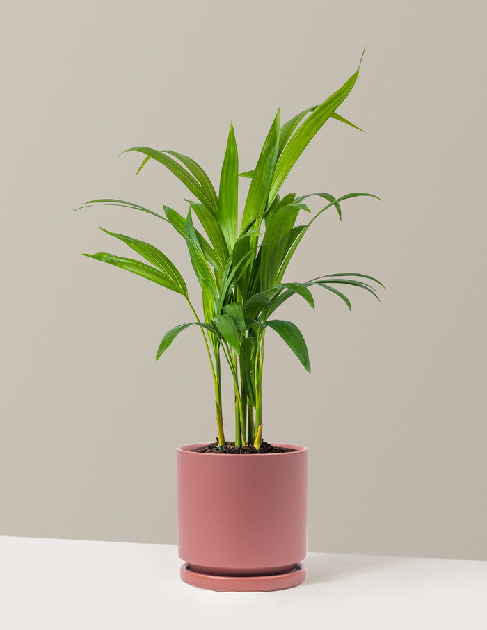 Medium (12-18" tall) / Isabella (6.25" wide) / Dusty Rose