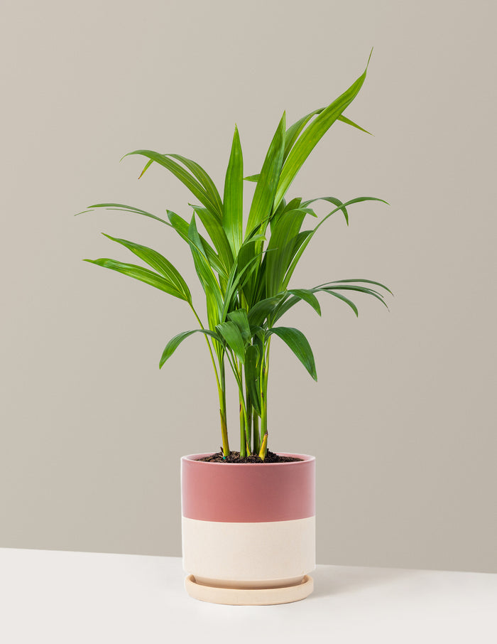Medium (12-18" tall) / Isabella (6.25" wide) / Top Half Dusty Rose