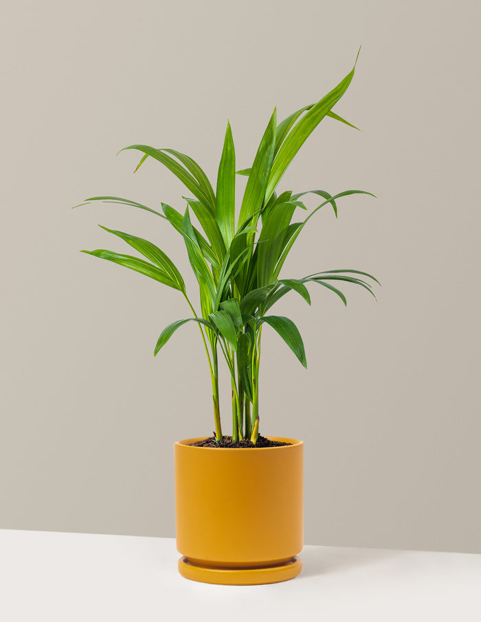 Medium (12-18" tall) / Isabella (6.25" wide) / Mustard