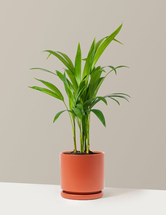 Medium (12-18" tall) / Isabella (6.25" wide) / Rust