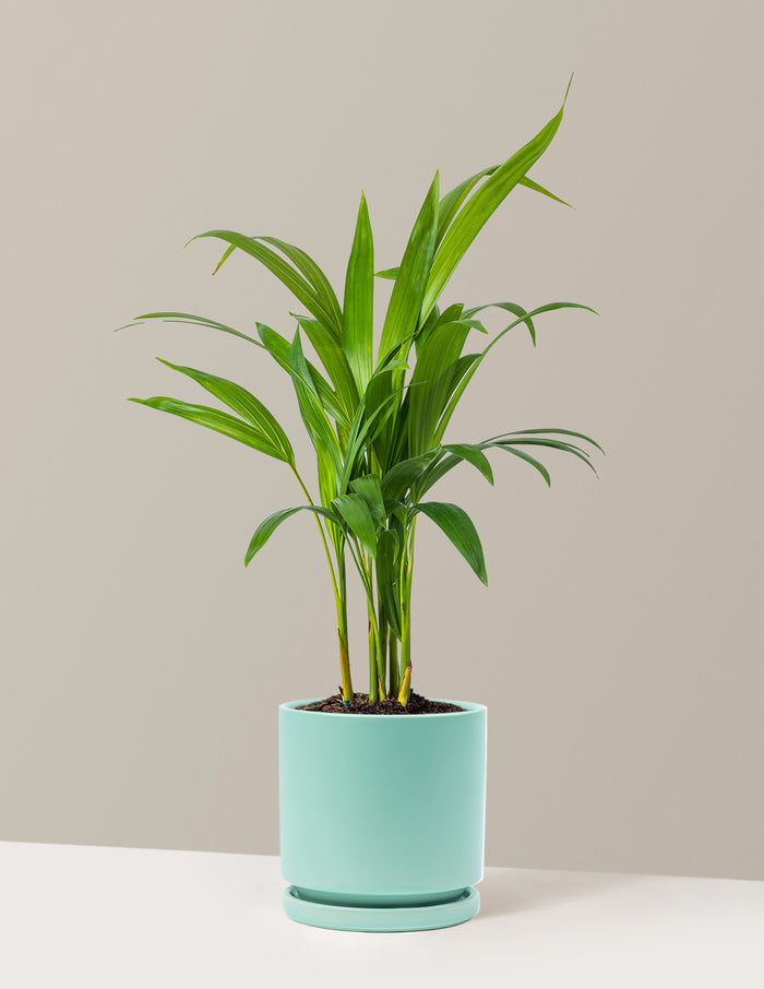 Medium (12-18" tall) / Isabella (6.25" wide) / Sea Glass