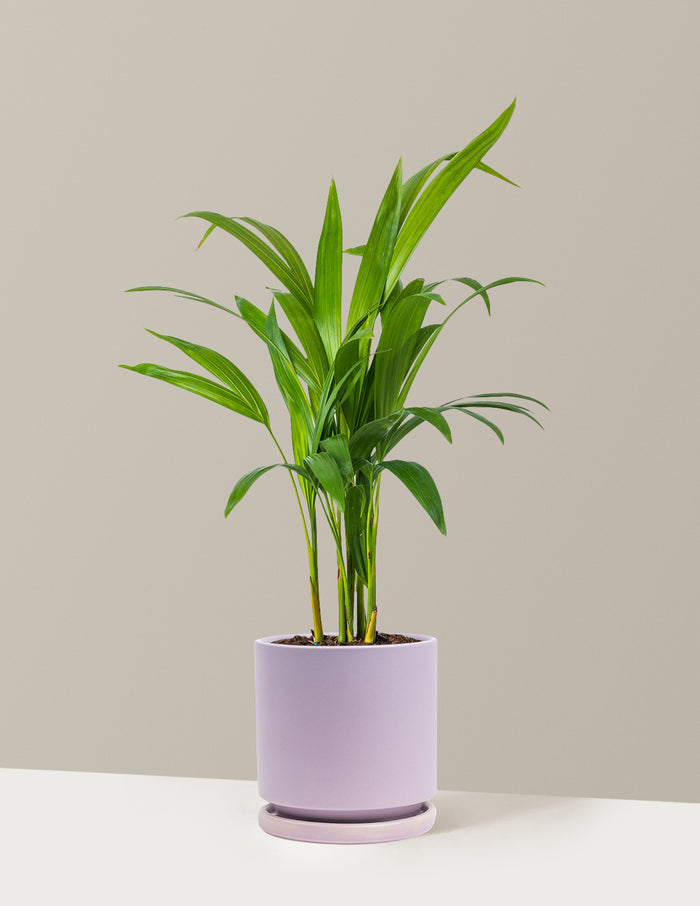 Medium (12-18" tall) / Isabella (6.25" wide) / Lavender