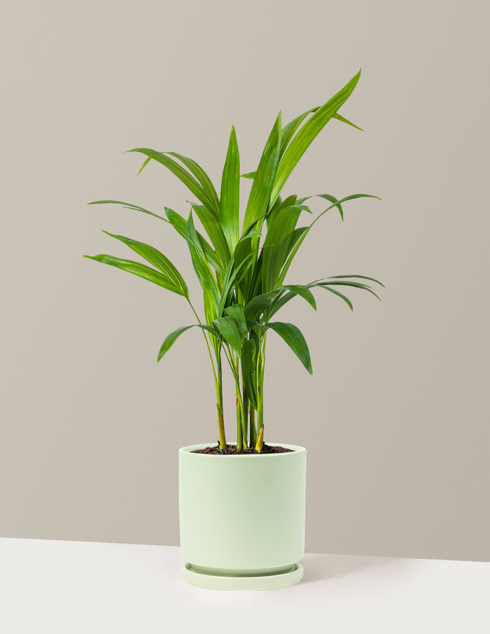 Medium (12-18" tall) / Isabella (6.25" wide) / Sage