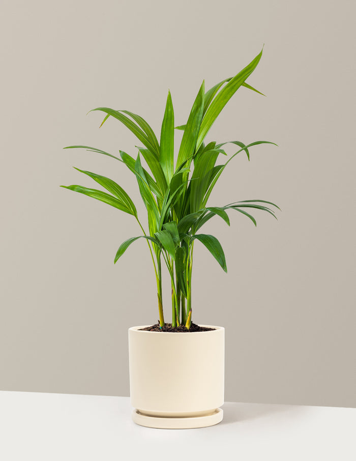 Medium (12-18" tall) / Isabella (6.25" wide) / Almond