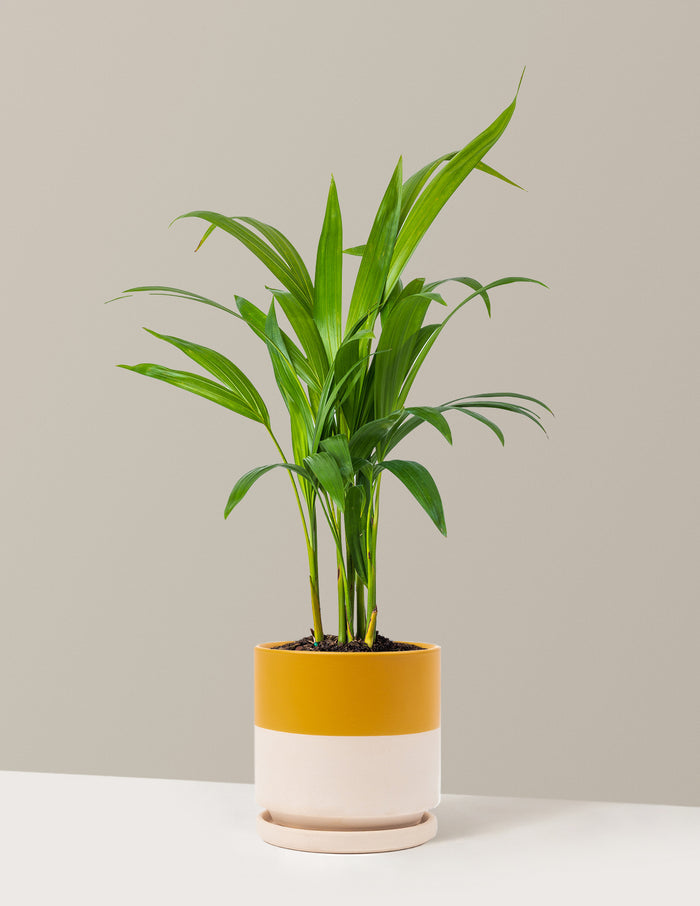 Medium (12-18" tall) / Isabella (6.25" wide) / Top Half Mustard