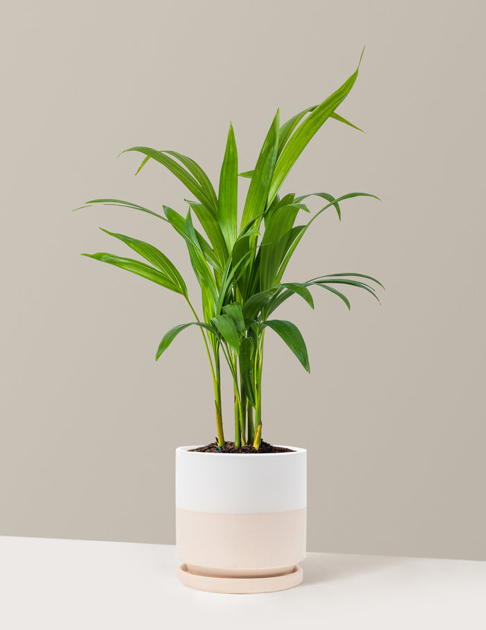 Medium (12-18" tall) / Isabella (6.25" wide) / Top Half White