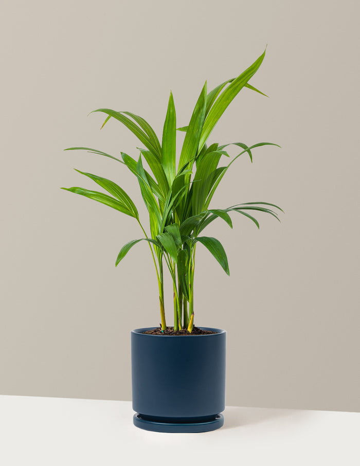 Medium (12-18" tall) / Isabella (6.25" wide) / Midnight