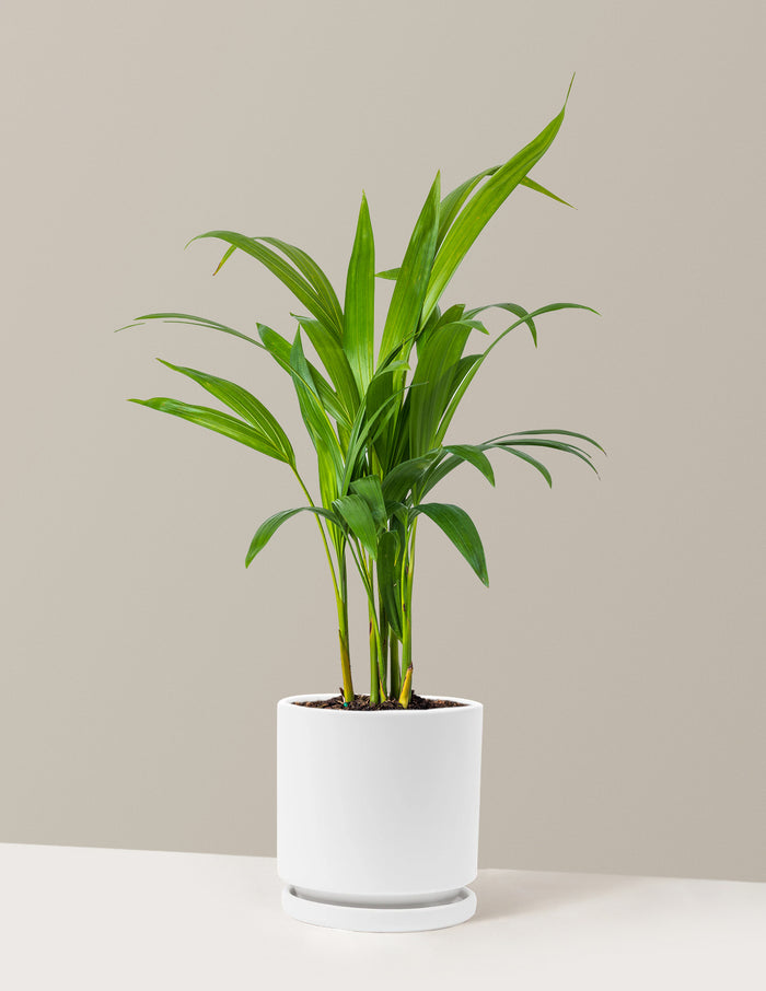 Medium (12-18" tall) / Isabella (6.25" wide) / White