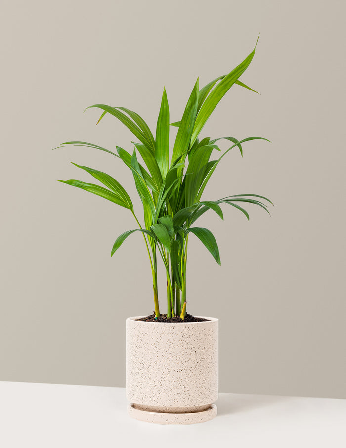 Medium (12-18" tall) / Isabella (6.25" wide) / White Sesame