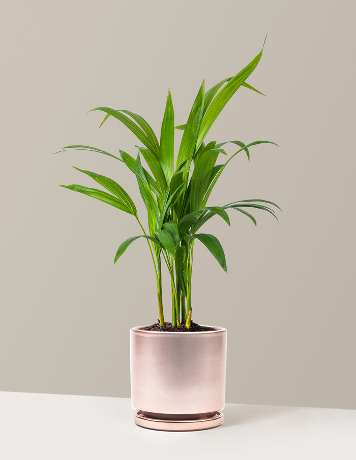 Medium (12-18" tall) / Isabella (6.25" wide) / Rose Gold