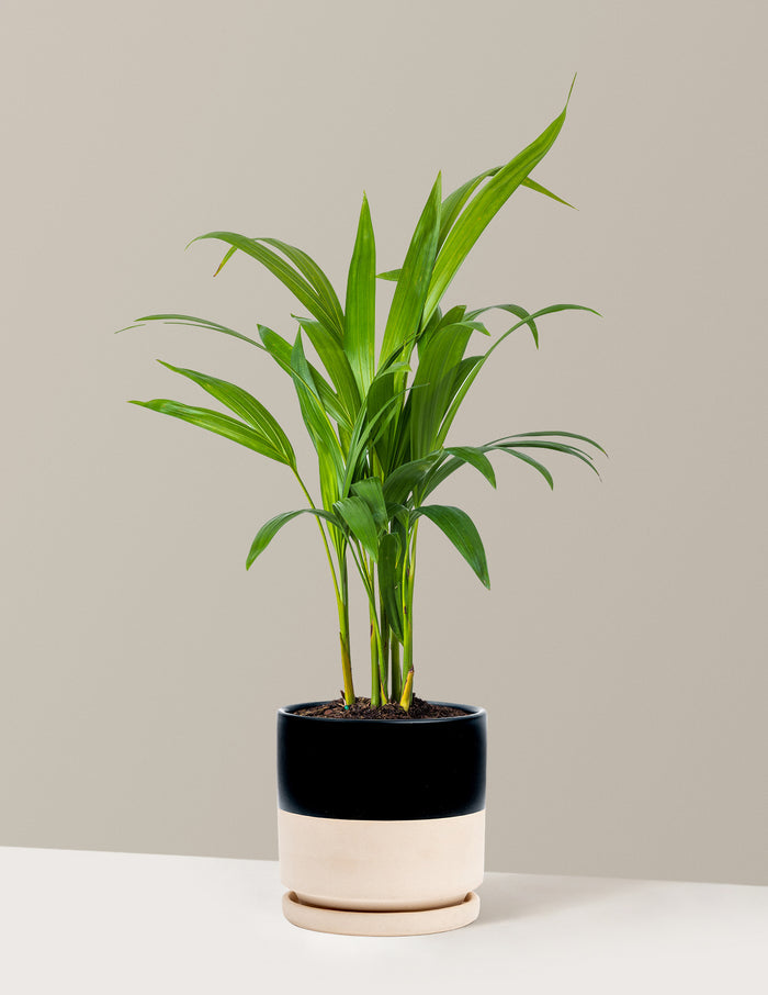 Medium (12-18" tall) / Isabella (6.25" wide) / Top Half Black