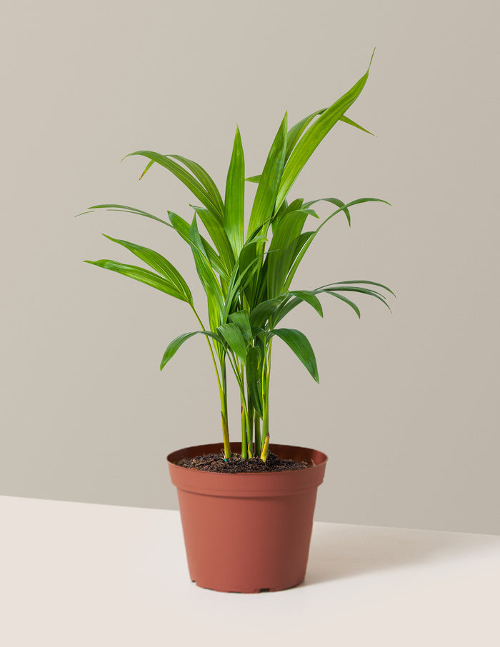 Medium (12-18" tall) / Grow Pot (6" wide) / Plastic