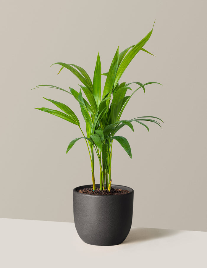 Medium (12-18" tall) / Grant (7" wide) / Black