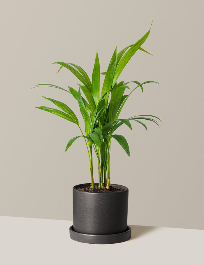 Medium (12-18" tall) / Hyde (7.5" wide) / Black