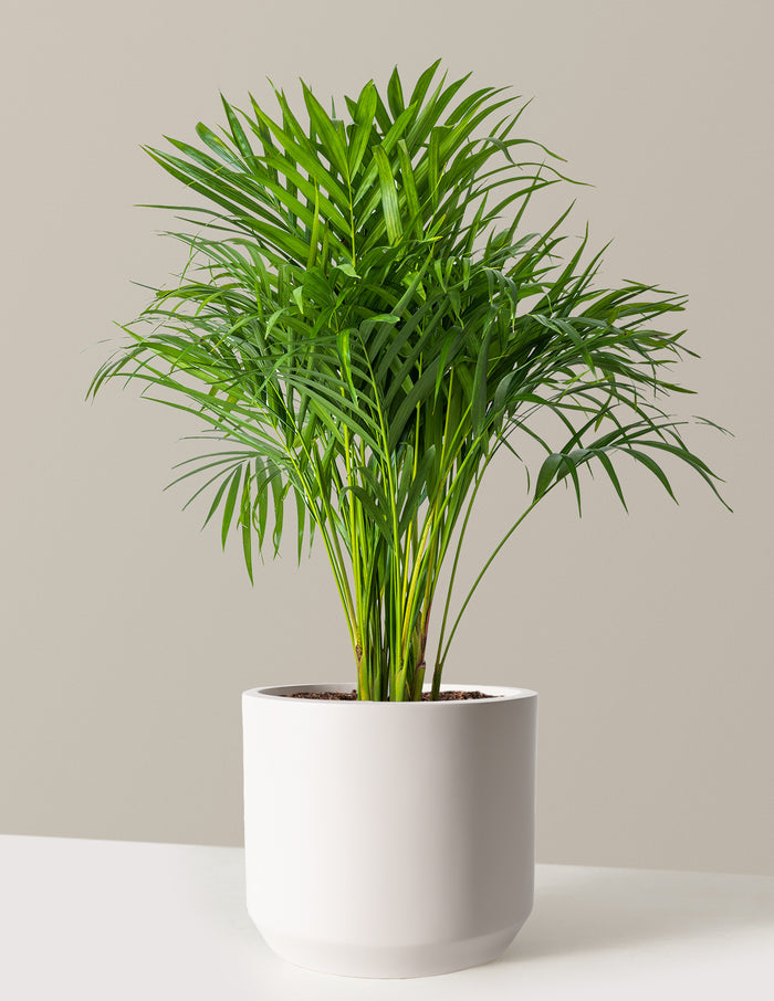 Large (2-3' tall) / Mexia (13" wide) / Cream