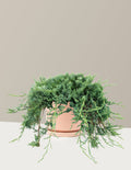 Bar Harbor Juniper